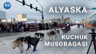 Alyaskada kuchuk musobaqasi #alaska #sleddogs