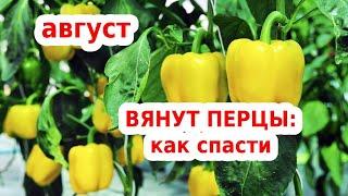 Почему вянут Перцы и как их лечить .