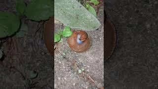 Portuguese slug mating. Arion vulgaris. Invasive in Denmark. Iberiske skovsnegl. Dræbersnegl