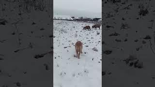 Goats graze on a snowy field