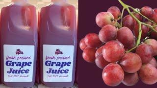 HOW TO MAKE AND PRESERVE GRAPE JUICE FOR SALE | GRAPE JUICE BUSINESS