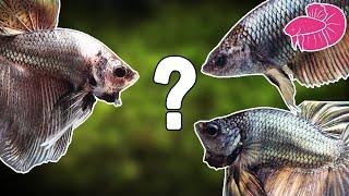 Breeding Halfmoon Betta Fish -Selecting a Pair! (Which Would You Pick?)