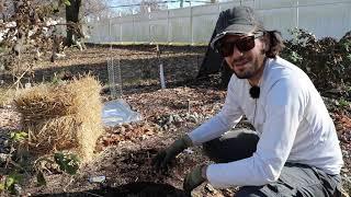 Planting Some Bare Rooted Fig Trees