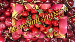 Какие фрукты продаются в Канаде и их цена. fruits.