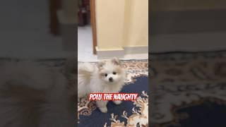  POLU the Naughty PUP #toypom #cutedogs #puppiesforsale