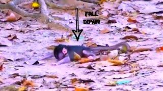 Oh tiny baby monkey fall down from high, mother can't save