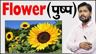 फूल के भाग | Parts of Flower | Structure of a Flower | Function  of Flower | Botany