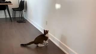 crazy cat climbs wall!