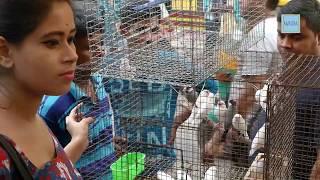 পাখির হাট, Garia Pakhir Haat in Kolkata,  Pet Market,