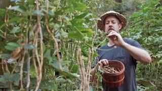 How To Save Seeds from Your Garden (Beans, Peppers, Squash, Corn and More!)