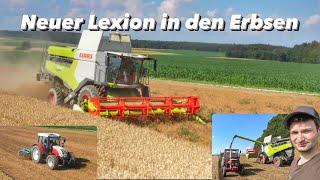 Erbsen Dreschen und Grubbern | Bauernhofteam | Claas Lexion 4300 | Steyr 9095 MT | IHC 433|