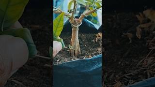 splitting bottom trunk a bonsai #pecahbatang #bonsaitree #bonsai #tree #tanamanhias #antingputri