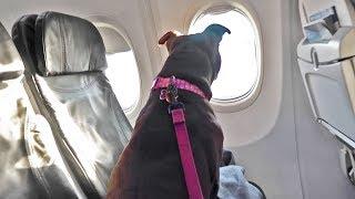 Taking My Pitbull On An Airplane