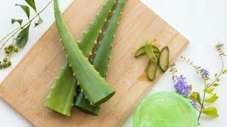 الصبار وطريقة استخدامه للشعر والبشرة  Aloe Vera for your hair and skin