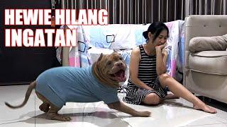 HEWIE  ANJING PITBULL MENDADAK LUPA INGATAN | ANJING LUCU DAN PINTAR  @hewiepitbull