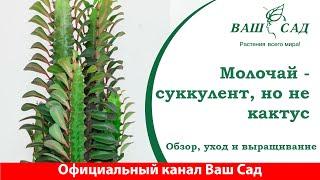 Молочай (эуфорбия) - это не кактус, хоть и похож. Секреты по уходу от Ваш сад