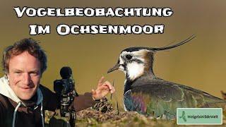 Vögel beobachten im Ochsenmoor - Sonnenschein und Naturerlebnis am Dümmer See #natur #nature #vögel