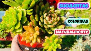 COMO COLORIR SUCULENTAS NATURALMENTE SEM PRODUTOS QUÍMICOS