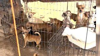 150 Dogs Rescued From Hoarding Conditions in Arizona Desert