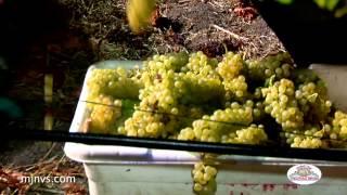 Night Harvest of Chardonnay Grapes in the Napa Valley