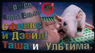 Редкие крысы - Сфинкс и Дэвил! Таша и Ультима. Обеим уже за 2 года. (Fancy Rats)