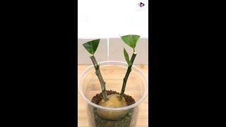 Amazing Method for Grow Lemon Tree from Cutting by Potato #shorts #omg #trending