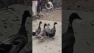 Cute duck sound  #shorts #duck #wrinkletheduck #animals #duckquack