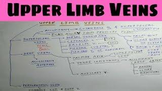 Upper Limb Veins | Part 1 | Basilic and Cephalic Vein | The Charsi of Medical Literature