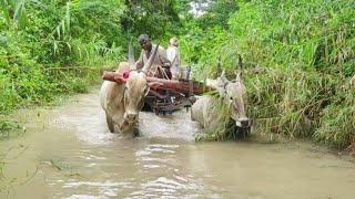 Bullock Cart Ride in Stream with full of Heavy Rain Waters