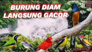 TERAPI BURUNG DIAM LANGSUNG GACORR..