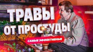 Самые эффективные травы от простуды и вирусов. Наталья Замятина.