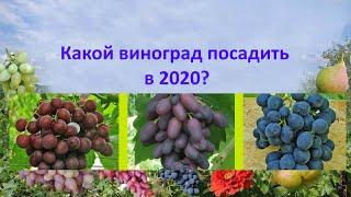 @Какой виноград посадить в 2020, Альянс, Атос или Шараду UA