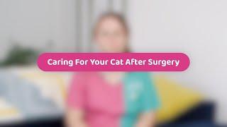 Caring For Your Cat After Surgery | Pet Health Advice