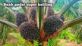 ASLI BRO...|| PANEN SAWIT YANGAMBI POKOK RENDAH BUAH BANYAK SUPER JUMBO