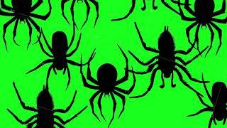 Group big black spiders crawling on green chromakey background. Halloween spiders thematic for video