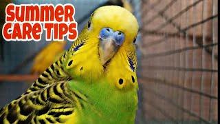 How to Take Care of Birds in Summer? || Summer Care Tips for Pet Birds || All About Pets