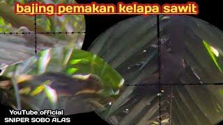 Berburu bajing bonus tekukur spot kelapa sawit//SNIPER SOBO ALAS