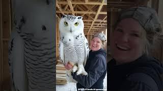 Beautiful Big owl