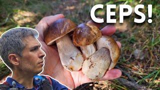 Ceps al Ripollès! 4rt dia anant a buscar bolets