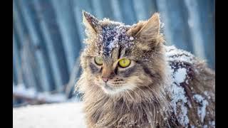 Уличные коты зимой могут замерзнуть за 40 минут: какая температура критична для животных.