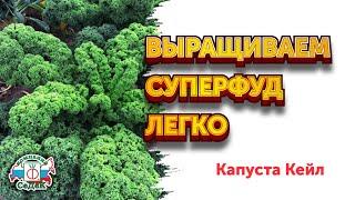 КАК ВЫРАСТИТЬ КАПУСТУ КЕЙЛ - самую полезную и вкусную // Лучшие сорта капусты кейл