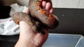 Handling a Viper Boa! 