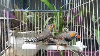 ZEBRA FINCH SONG | ZEBRA BIRD SONG #125