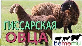 Гиссарская овца. Продажа