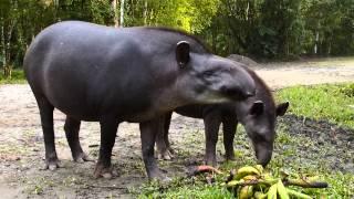 Lowland tapir, Tapirus terrestris