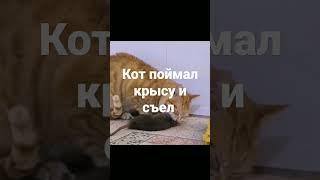 Кот поймал крысу и съел #коты