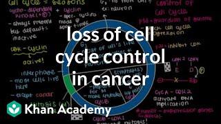 Loss of cell cycle control in cancer | Cells | MCAT | Khan Academy