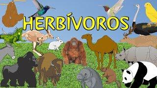 Animales herbívoros para niños