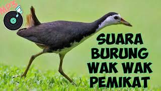 FULL -Suara Wak Wak Pemikat