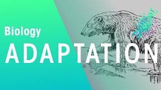 What Is Adaptation? | Ecology & Environment | Biology | FuseSchool